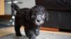 Puppies for sale Ukraine, Donetsk Bedlington-terrier