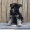 Puppies for sale Luxembourg, Luxembourg German Shepherd Dog