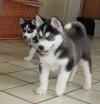 Puppies for sale Latvia, Madonna , Siberian Husky