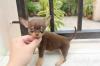 Puppies for sale Poland, Chorzow Chihuahua