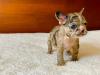 Puppies for sale Germany, Leipzig French Bulldog