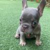 Puppies for sale Lithuania, Anykshiai French Bulldog