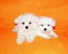 Puppies for sale United Kingdom, St. Helens Maltese