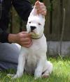 Puppies for sale Ireland, Dublin Argentinian Dog, Mastiff, Dogo Argentino