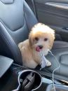 Puppies for sale Greece, Patra Maltese