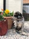 Puppies for sale Greece, Larissa Labrador