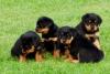 Puppies for sale Finland, Äänekoski Rottweiler