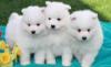 Puppies for sale Finland, Äänekoski Samoyed dog (Samoyed)