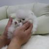 Buy a dog Austria, Linz Pomeranian Spitz