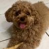 Puppies for sale Slovakia, Karlovy Vary Poodle