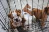 Puppies for sale Finland, Forssa English Bulldog