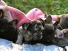 Puppies for sale Germany, Gelsenkirchen French Bulldog