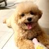 Puppies for sale Netherlands, Geldrop Poodle