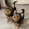 Puppies for sale Czech Republic, Jihlava Yorkshire Terrier