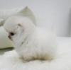 Puppies for sale Finland, Forssa Pomeranian Spitz