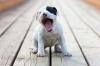 Puppies for sale Ireland, Dublin, Galway American Staffordshire Terrier