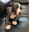 Puppies for sale Belgium, Gant American Pit-Bull Terrier