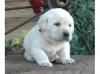 Puppies for sale Ireland, Dublin, Galway Labrador