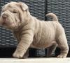 Puppies for sale Ireland, Dublin, Galway Shar Pei