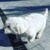 Puppies for sale Slovakia, Gottwald Maltese