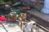 Puppies for sale Turkmenistan, Dashoguz English Bulldog