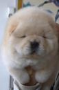 Puppies for sale Finland, Helsinki Chow Chow