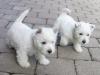 Puppies for sale Ireland, Cork, Kilkenny West Highland White Terrier