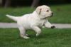 Puppies for sale Ireland, Cork, Kilkenny Labrador