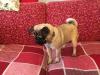 Puppies for sale Czech Republic, Prague Pug
