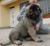 Puppies for sale Ireland, Cork, Kilkenny Caucasian Shepherd Dog