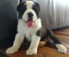 Puppies for sale Ireland, Cork, Kilkenny Central Asia Shepherd Dog