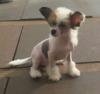 Puppies for sale Ireland, Cork, Kilkenny Chinese crested dog
