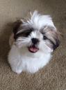 Puppies for sale Ireland, Belfast Shih Tzu