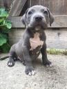 Puppies for sale Ireland, Belfast American Staffordshire Terrier