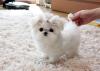 Puppies for sale Spain, Madrid Maltese