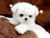 Puppies for sale Netherlands, Groningen Maltese