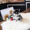 Puppies for sale Sweden, Helsingborg , Pomsky puppies