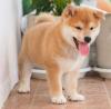 Puppies for sale Greece, Patra , Shiba Inu