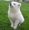 Puppies for sale Slovenia, Vukovar , Samoyed Puppies