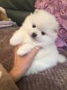 Puppies for sale Greece, Athens Pomeranian Spitz