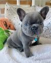 Puppies for sale USA, Colorado French Bulldog