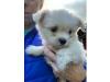 Puppies for sale Poland, Grudenets Maltese