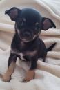 Puppies for sale USA, California Chihuahua