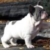 Puppies for sale Germany, Frankfurt French Bulldog