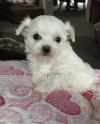 Puppies for sale Italy, Padua Maltese