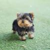 Puppies for sale USA, Texas Yorkshire Terrier