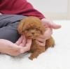 Puppies for sale USA, Florida Toy-poodle