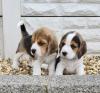 Puppies for sale USA, California Beagle