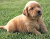 Puppies for sale Poland, Bielsko-Biala Golden Retriever