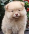 Puppies for sale Kyrgyzstan, Karakol Pomeranian Spitz